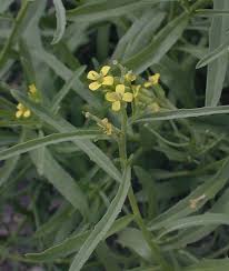 Attēlu rezultāti vaicājumam “Erysimum cheiranthoides leaf”