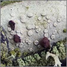 Attēlu rezultāti vaicājumam “Lecanora carpinea”