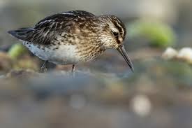 Attēlu rezultāti vaicājumam “Calidris falcinellus adult”