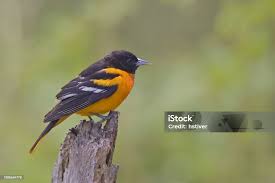 Image result for Icterus galbula