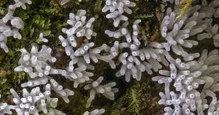 Attēlu rezultāti vaicājumam “Ceratiomyxa fruticulosa”