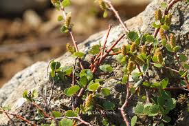 Attēlu rezultāti vaicājumam “Betula nana”
