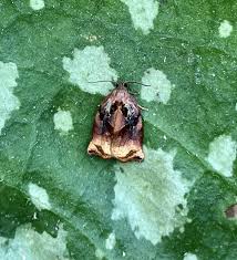 Attēlu rezultāti vaicājumam “Archips podana female”