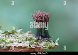 Attēlu rezultāti vaicājumam “Stemonitis axifera var. smithii”