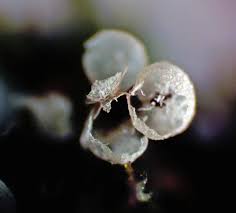 Attēlu rezultāti vaicājumam “Badhamiopsis scripta spores”