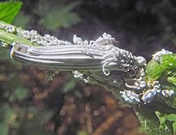 Attēlu rezultāti vaicājumam “Orthezia urticae”