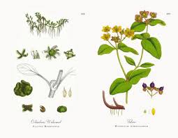 Attēlu rezultāti vaicājumam “Elatine hydropiper”