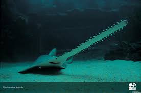 Image result for Pristis pectinata