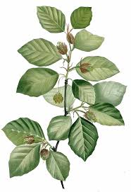 Attēlu rezultāti vaicājumam “Fagus sylvatica leaf”