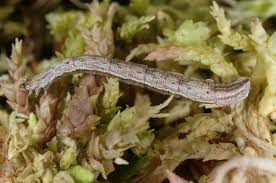 Attēlu rezultāti vaicājumam “Idaea muricata”