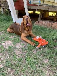 Image result for Carlisle BloodHounds