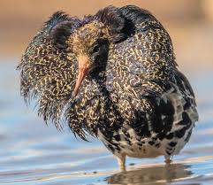 Attēlu rezultāti vaicājumam “Philomachus pugnax adult”