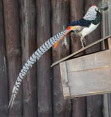 Image result for Chrysolophus amherstiae