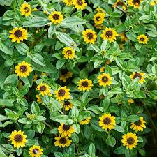 Image result for Sanvitalia procumbens