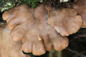 Attēlu rezultāti vaicājumam “Lentinellus ursinus”