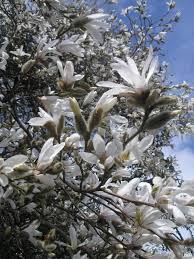 Attēlu rezultāti vaicājumam “Magnolia kobus flower”