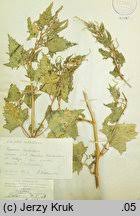 Attēlu rezultāti vaicājumam “Atriplex calotheca”