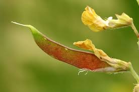Attēlu rezultāti vaicājumam “Lathyrus pratensis flower”