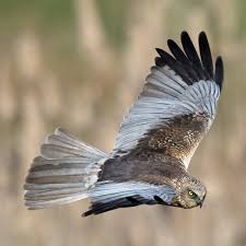 Image result for Wee County Harriers