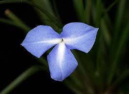 Image result for tillandsia umbellata