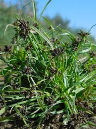 Attēlu rezultāti vaicājumam “Cyperus fuscus”