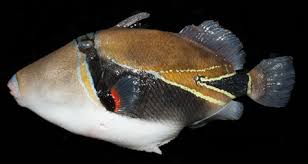 Image result for Hyporthodus quernus