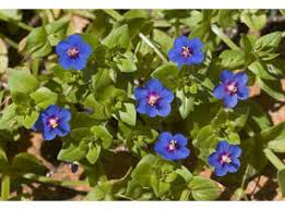Image result for Anagallis arvensis