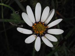 Image result for Dimorphotheca pluvialis