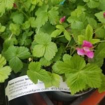 Attēlu rezultāti vaicājumam “Rubus arcticus”