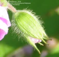 Attēlu rezultāti vaicājumam “Geranium sylvaticum bud”