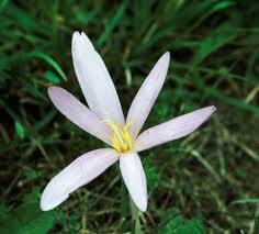 Image result for Herbstzeitlose