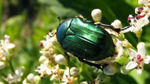 Attēlu rezultāti vaicājumam “Cetonia aurata”