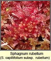 Attēlu rezultāti vaicājumam “Sphagnum rubellum”