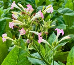 Attēlu rezultāti vaicājumam “Nicotiana tabacum flower”