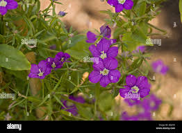 Image result for Legousia speculum-veneris