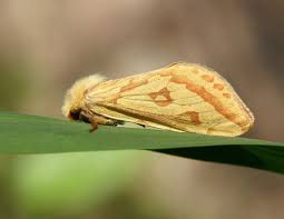 Attēlu rezultāti vaicājumam “Hepialus humuli female”