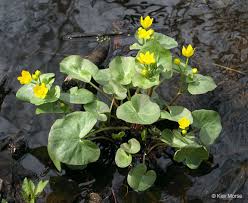 Attēlu rezultāti vaicājumam “Caltha palustris”