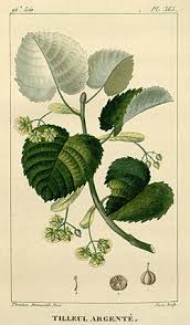 Attēlu rezultāti vaicājumam “Tilia tomentosa”