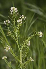 Attēlu rezultāti vaicājumam “Cardamine impatiens flower”