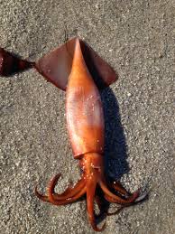 Image result for Dosidicus gigas