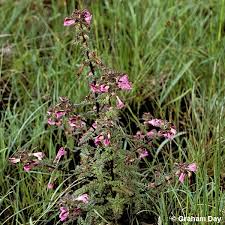 Attēlu rezultāti vaicājumam “Pedicularis palustris”