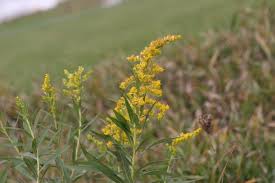 Attēlu rezultāti vaicājumam “Solidago canadensis flower”