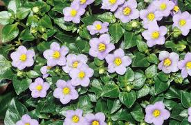 Image result for Exacum affine