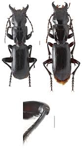 Attēlu rezultāti vaicājumam “Pterostichus sp.”