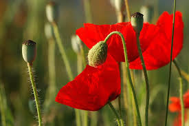 Image result for Papaver rhoeas