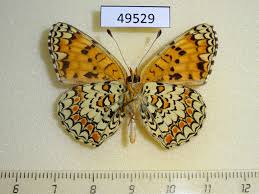 Attēlu rezultāti vaicājumam “Melitaea phoebe”
