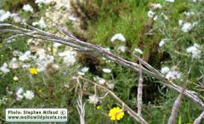 Attēlu rezultāti vaicājumam “Mamestra brassicae exuvia”