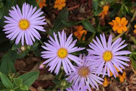 Image result for Aster