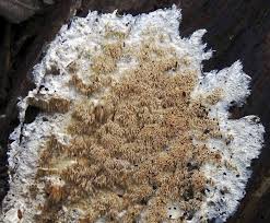 Attēlu rezultāti vaicājumam “Hydnocristella himantia”