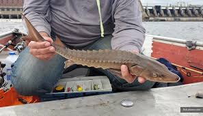 Image result for Acipenser fulvescens